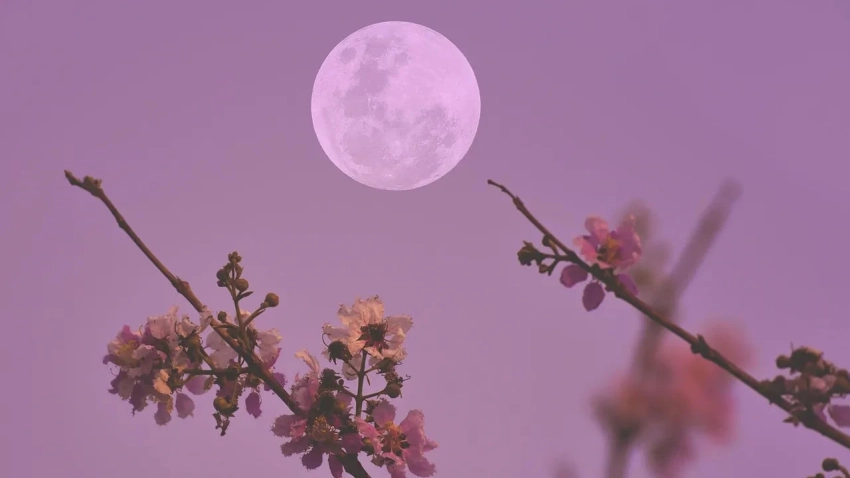 Розовая Луна: как избежать проблем знакам зодиака в полнолуние 2 апреля 2026