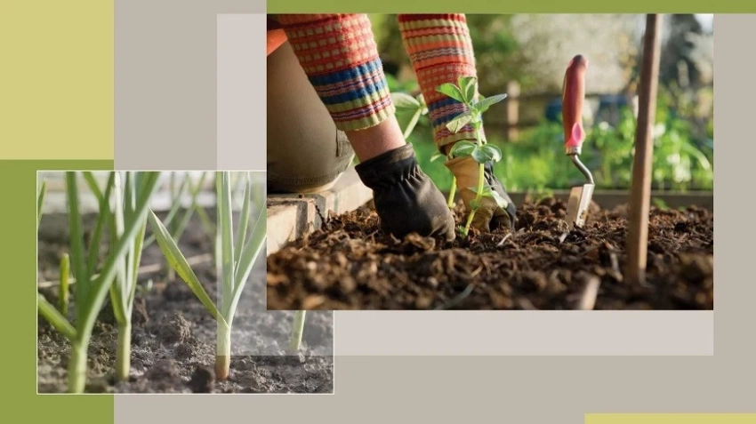 Какие культуры сажать дачникам в апреле в открытый грунт, теплицу и на рассаду