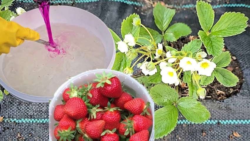 Ягоды будут сладкие и крупные: чем подкормить клубнику весной